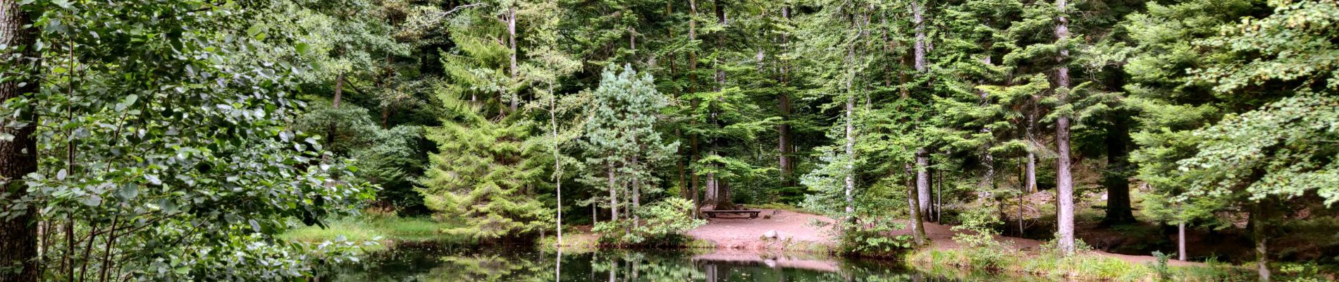 Trail Horseback riding Plaine - 2020-08-23 Balade Parcours Chevauchée Plaine - Photo