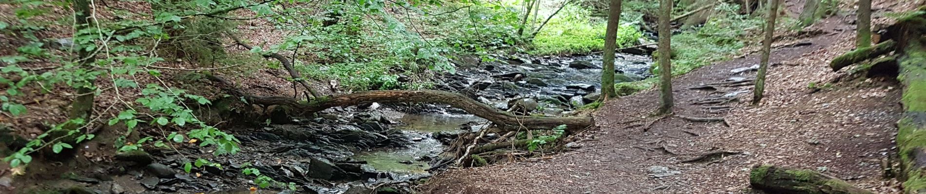 Trail Walking Malmedy - Les crêtes de la Warche - MDY 22 - Photo