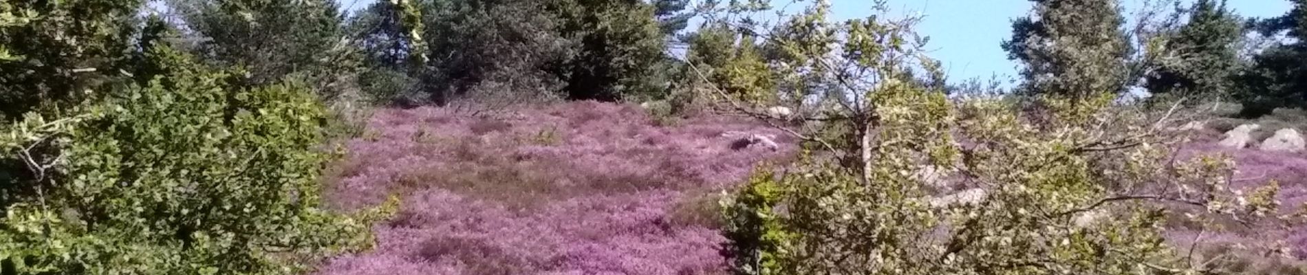 Tocht Stappen Fraisse-sur-Agout - Tour Lac de Vézoles - Photo