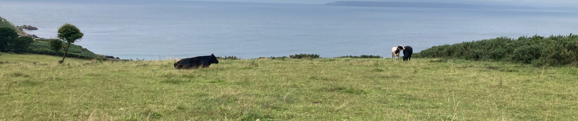 Trail Walking Beuzec-Cap-Sizun - Beuzec-Cap-Sizun  - Photo