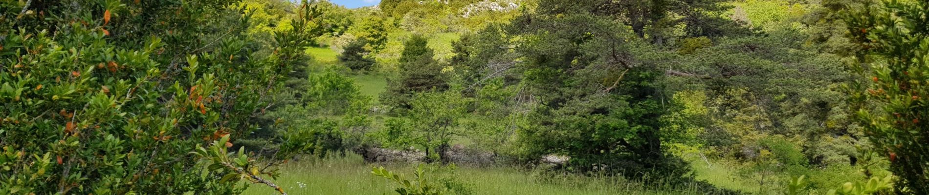 Tocht Stappen Saint-André-les-Alpes - courchons - Photo