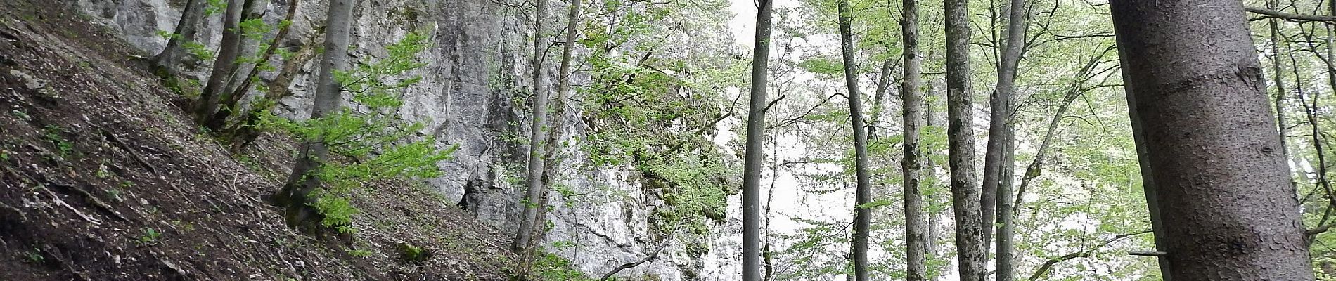 Percorso A piedi Gomadingen - Traufgang Hossinger Leiter - Photo