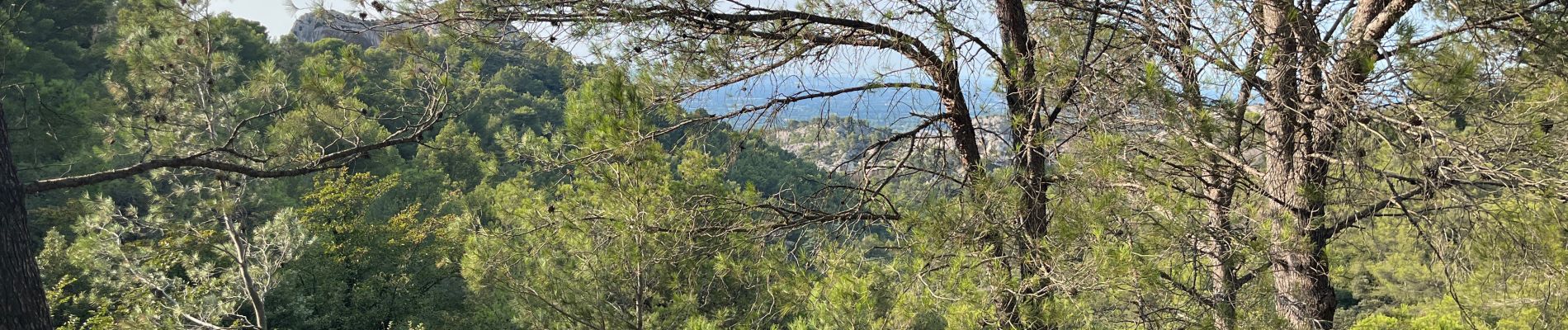 Excursión Senderismo Saint-Rémy-de-Provence - Reny la chaume  - Photo