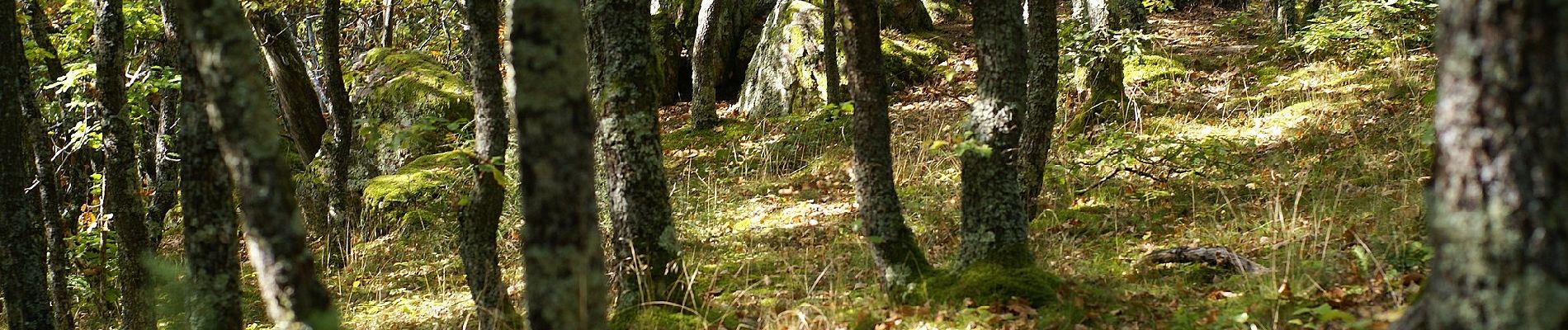 Tocht Te voet Vaugneray - Le dolmen Brindas - Photo