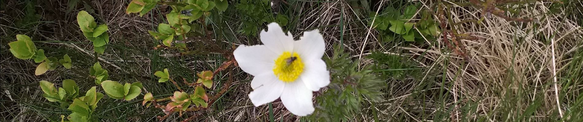 Randonnée Marche nordique Le Valtin - sentier des roches schissroth pt honeck 3 fours - Photo