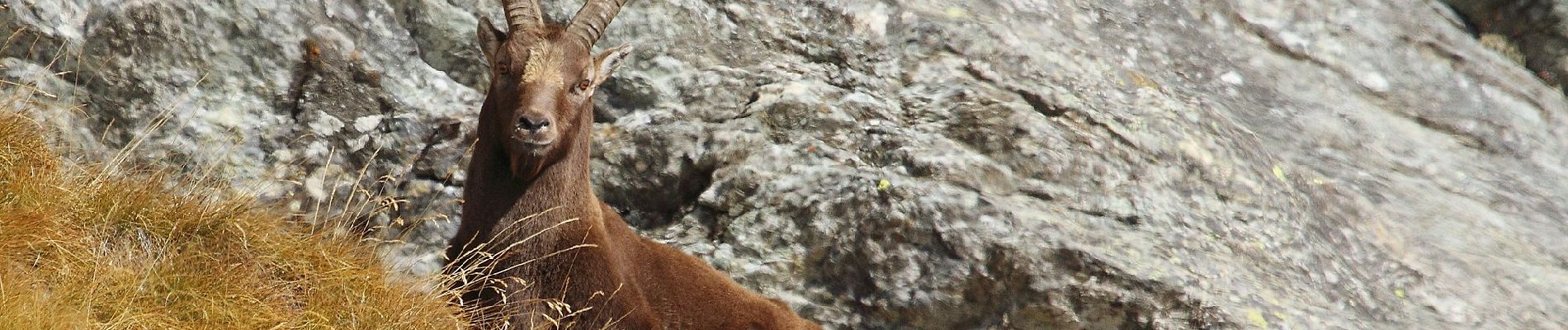 Percorso A piedi Champorcher - Sentiero 5C - Cuneu-Col Fussy - Photo