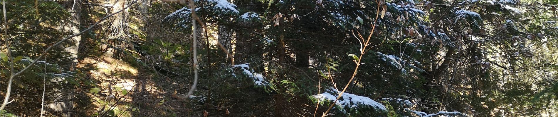 Excursión Marcha nórdica Arbaz - le pertou - Photo