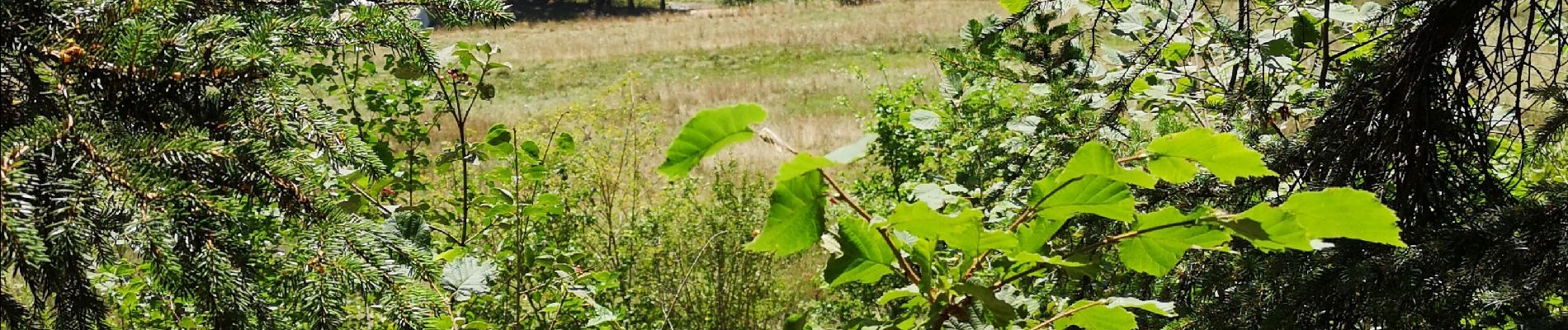 Tocht Noords wandelen Ayent - Lombardon  - Photo