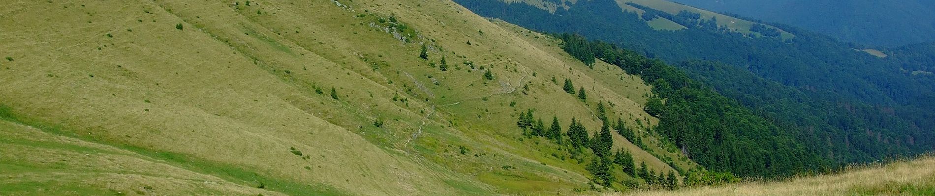 Excursión A pie Repedea - Repedea-Culmea Rugasului-Lacul Vinderel - Photo