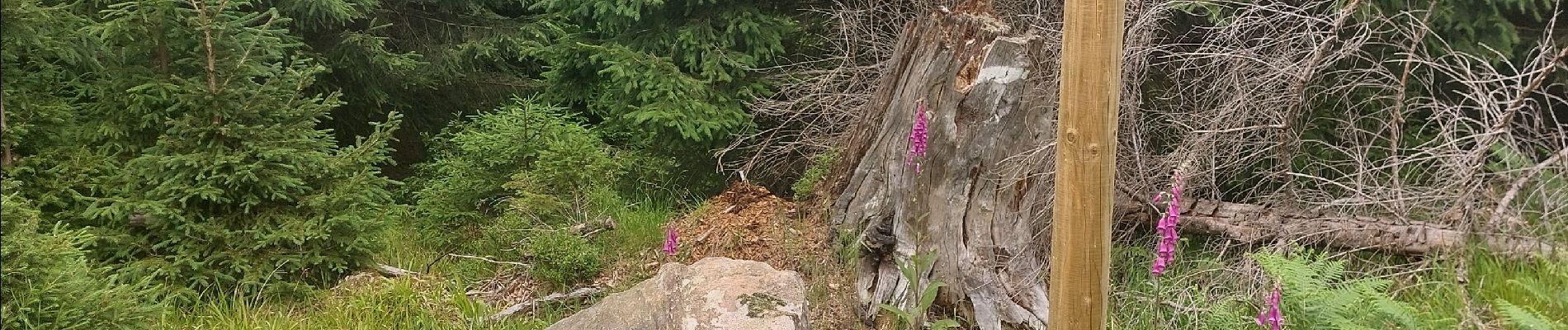 Tocht Stappen Walscheid - Elsassblick Col de la Sayotte - Photo