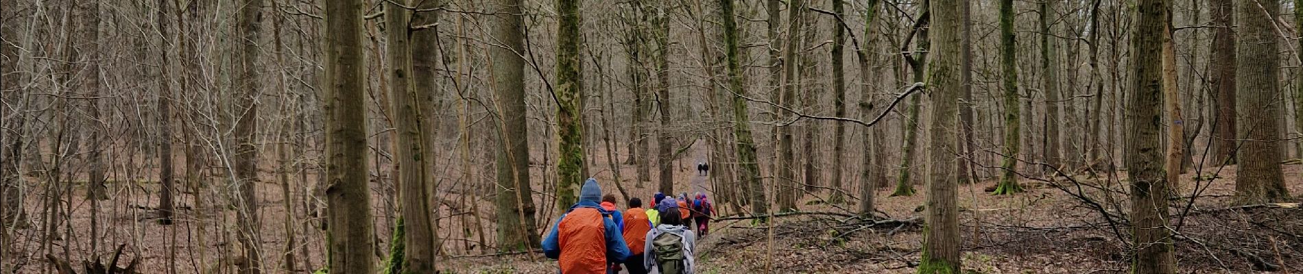 Tocht Stappen Hoeilaart - Forêt de Soignes - Photo