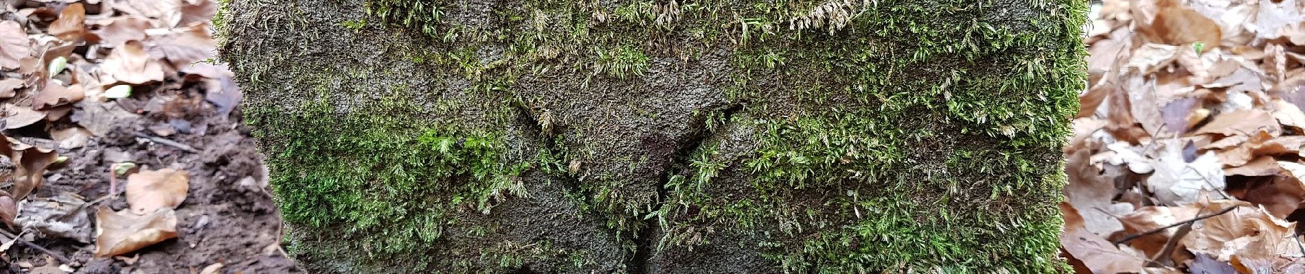 Percorso A piedi Sconosciuto - SAV Rotes Kreuz (Nebenweg) - Photo