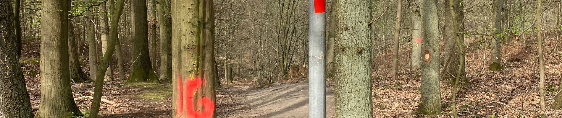 Tocht Stappen 's-Gravenbrakel - Bois de la Houssiere - Photo