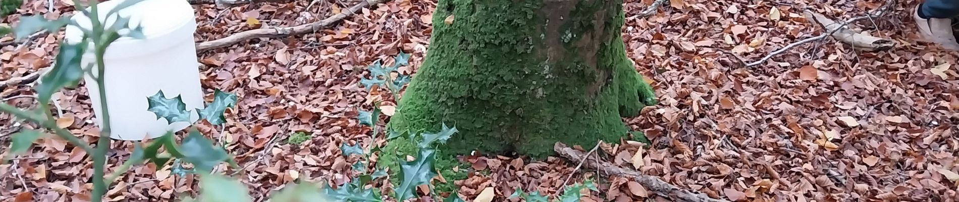 Excursión Senderismo Montfiquet - champignon - Photo