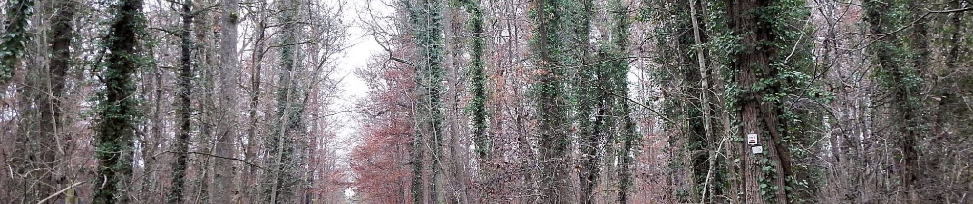 Percorso A piedi Herrenberg - Roter Punkt, Herrenberg - Naturfreundehaus - Photo