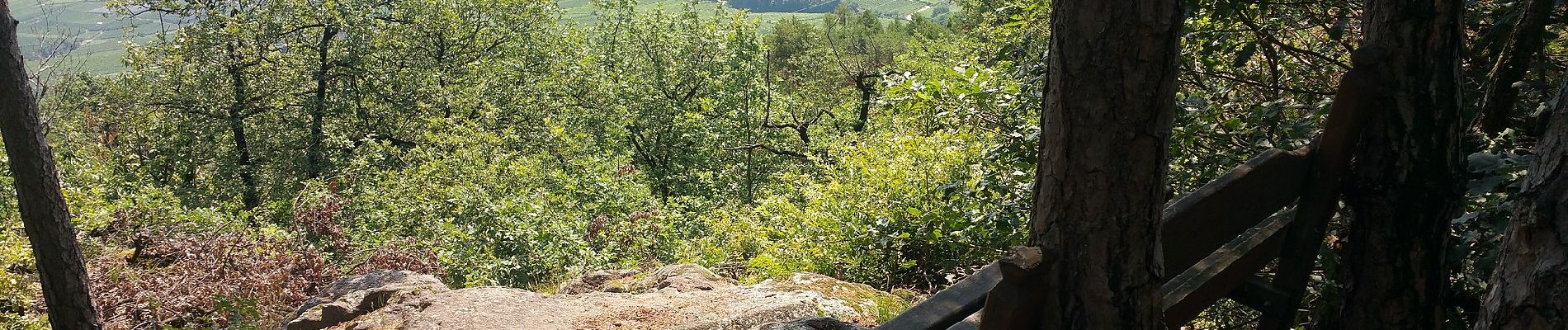 Excursión A pie Tramin an der Weinstraße - Termeno sulla Strada del Vino - IT-523 - Photo