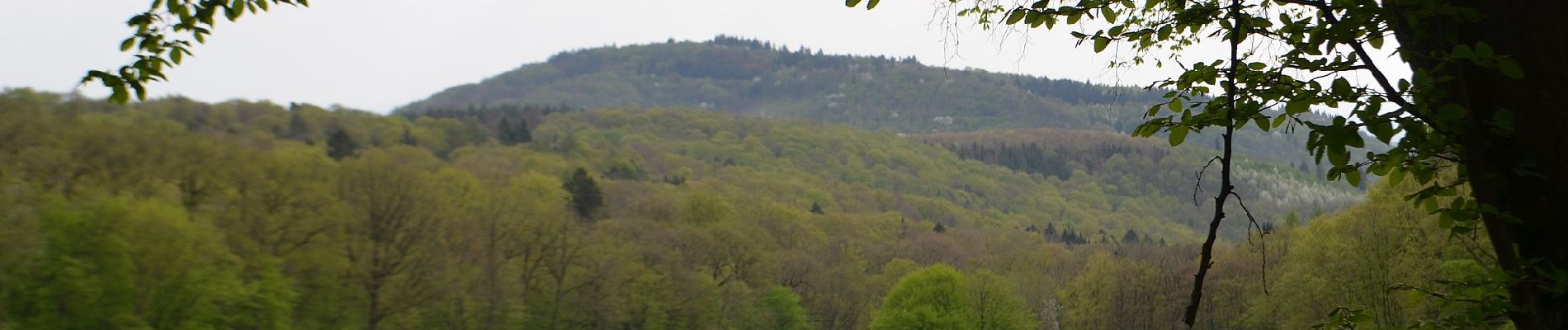 Tour Zu Fuß Eppstein - Bauwaldfels: Geweih - Photo