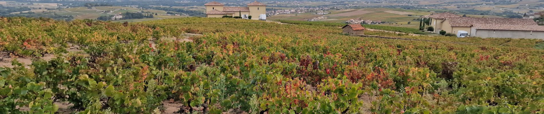 Percorso A piedi Vaux-en-Beaujolais - SityTrail - 3843016 - etape-2 - Photo