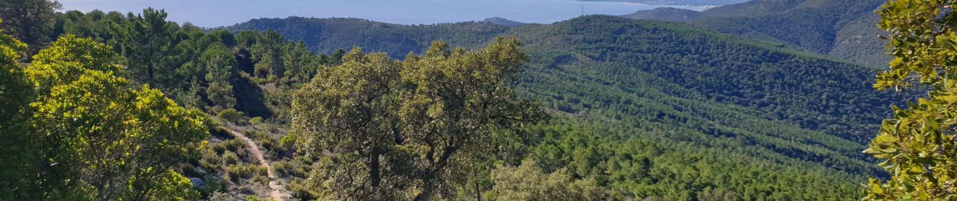 Tocht Trail Cavalaire-sur-Mer - cavalaire, le dattier par les DFCI - Photo