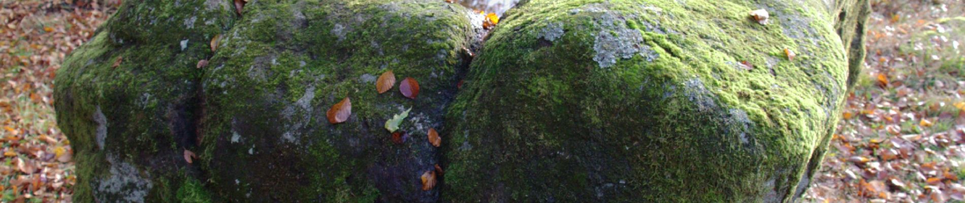 Tocht Te voet Kalbach - Kalbach Wanderweg Sparhof 6 - Photo