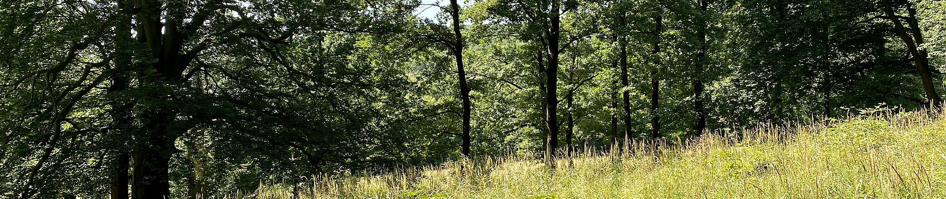 Excursión A pie Laab im Walde - Wanderweg 1 (Laab im Walde) - Photo