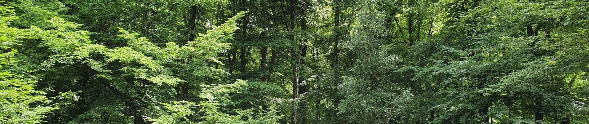 Randonnée Marche Bettembourg - Luxembourg-Parc Merveilleux  - Photo