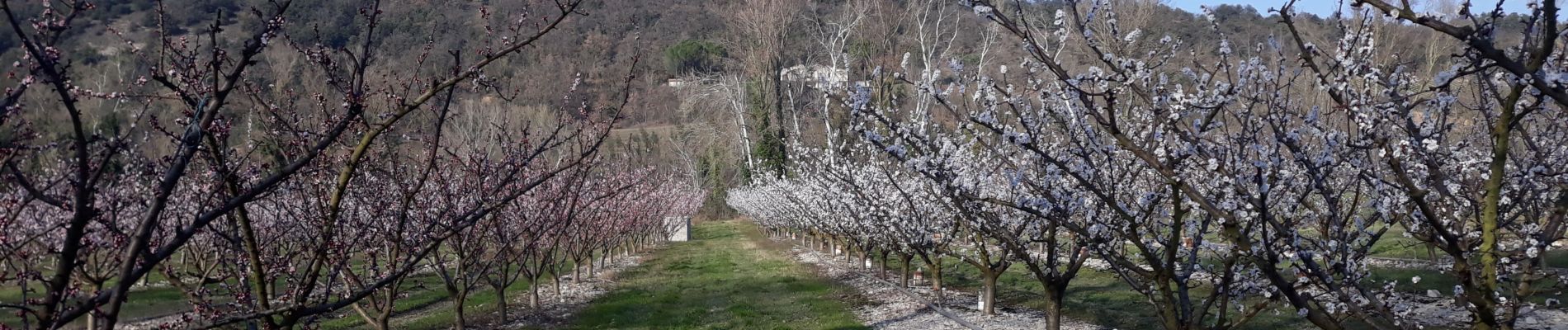 Trail Walking Livron-sur-Drôme - livron coteaux de brezem - Photo