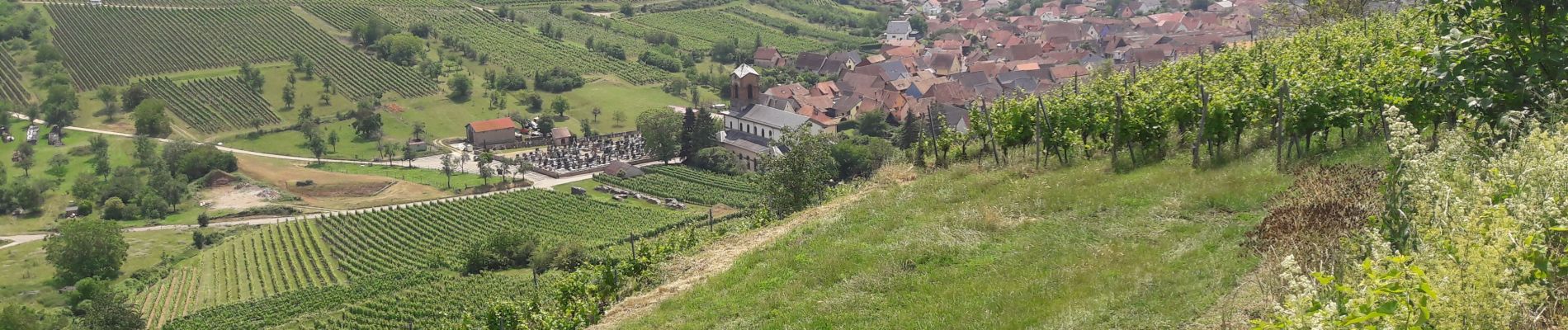 Trail Walking Orschwihr - Bollenberg - Photo