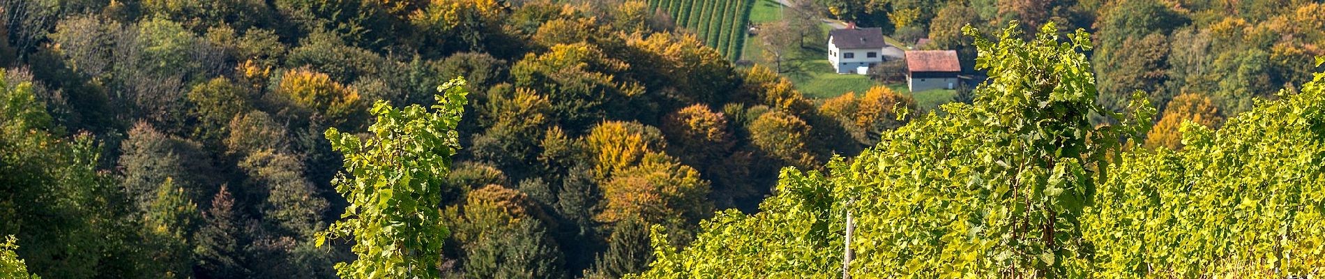 Randonnée A pied Leutschach an der Weinstraße - Glanzer Weintour - Photo