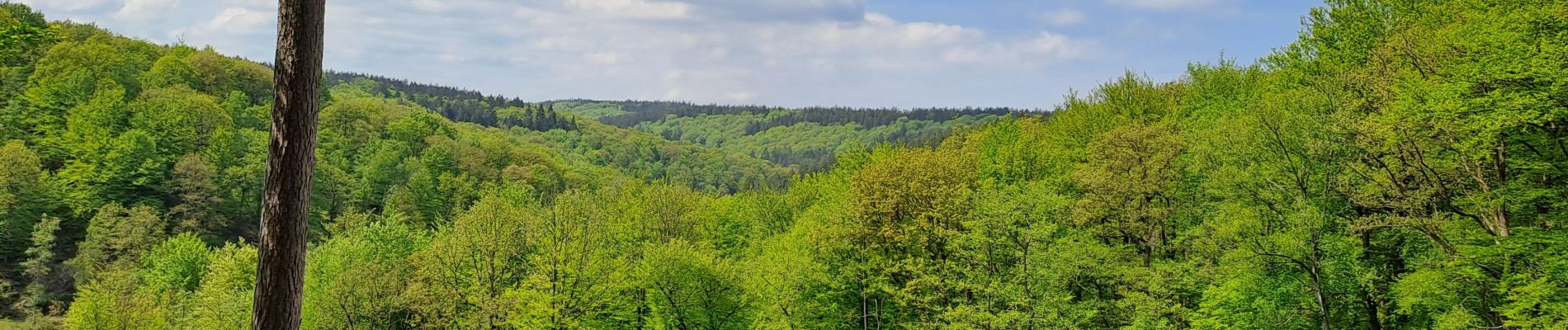 Excursión Senderismo Eupen - Lac eupen croi bleue - Photo