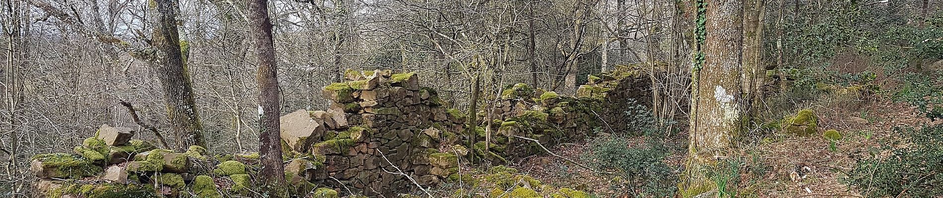 Tocht Te voet Zizurkil - SL-GI 26 Mendiko larreak - Photo