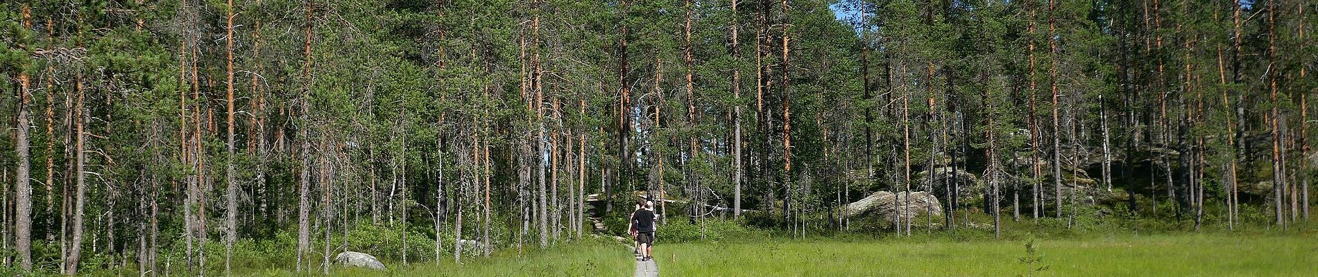 Tocht Te voet Ruovesi - Helvetistä itään - Photo