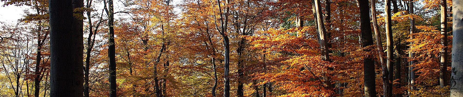 Tour Zu Fuß Römhild - Wanderroute I im Gleichberggebiet - Photo