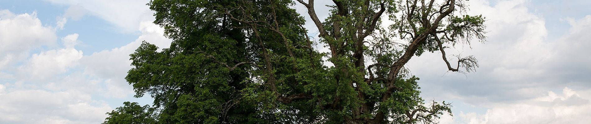 Randonnée A pied Kirchberg an der Raab - Kirchberg Vitalweg Bergrunde - Photo