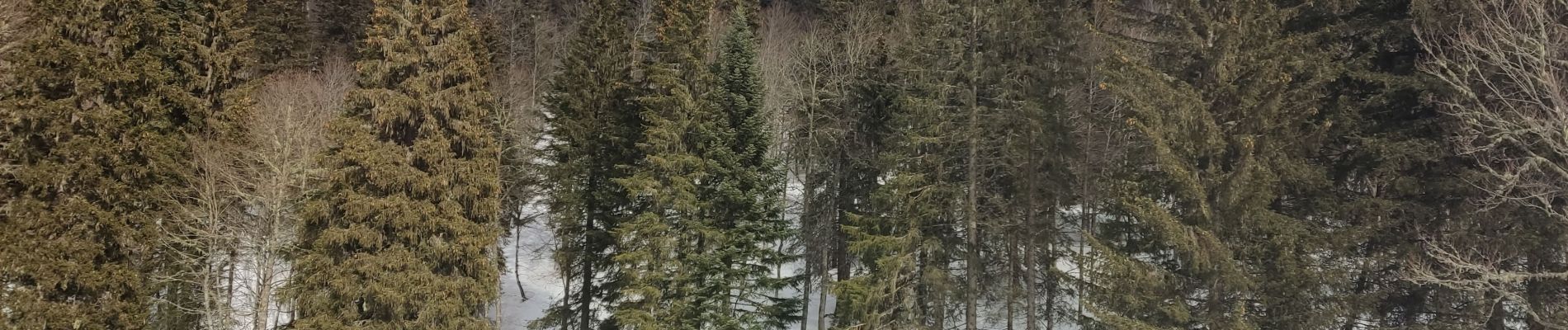 Tocht Sneeuwschoenen Autrans-Méaudre en Vercors - Pas de Nave  - Photo