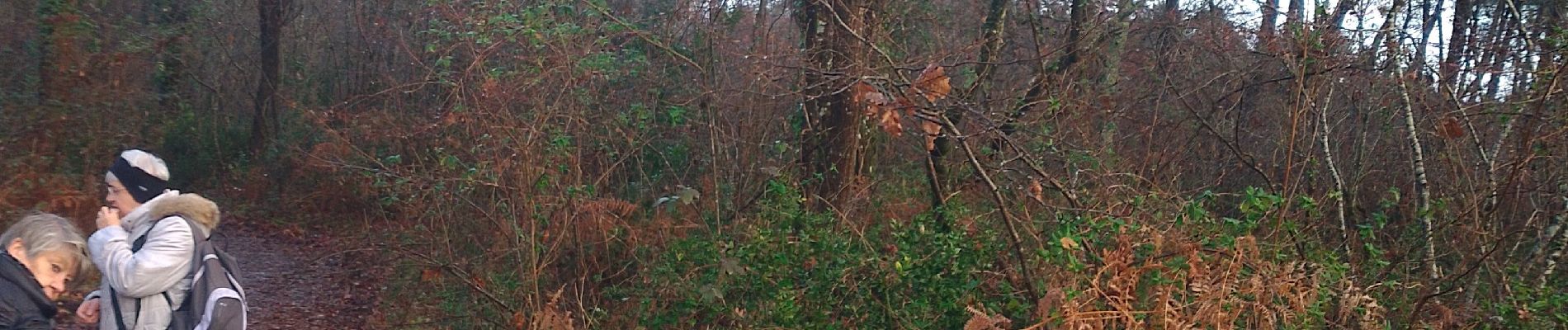 Tour Wandern Saint-Médard-en-Jalles - Bois du Dehes  - Photo