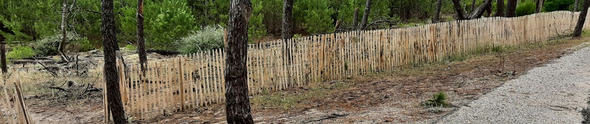 Percorso Marcia Lacanau - Le long des dunes au sud de Lacanau océan  - Photo