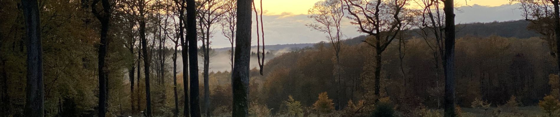 Tocht Stappen Borey - Les patey - Photo