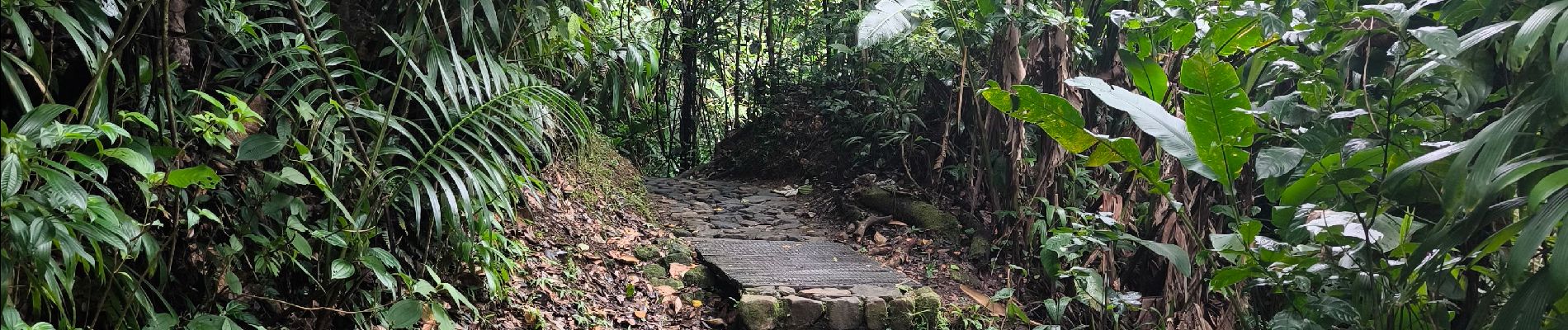 Excursión Senderismo Saint-Claude - Guadeloupe - Chute du Galion - La Citerne - Photo