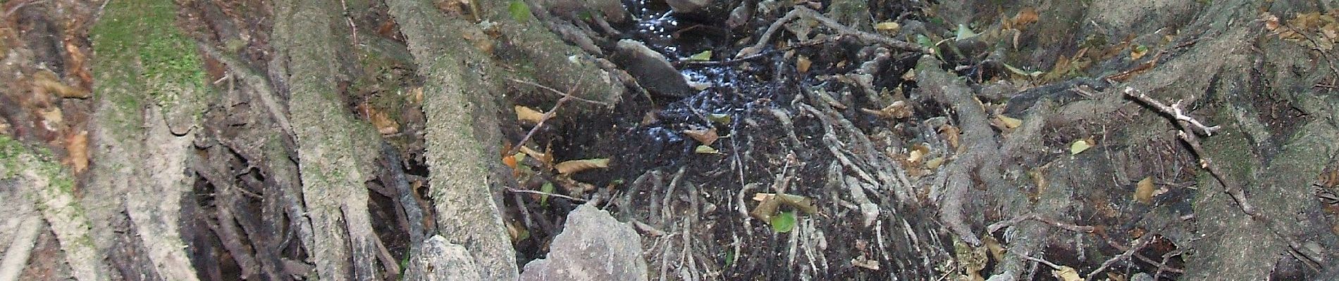 Randonnée A pied Butzbach - Wanderwege Wiesental - Libelle - Photo