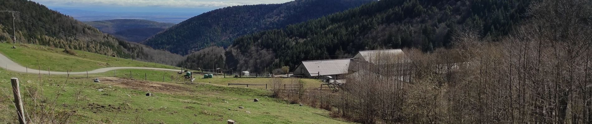 Tocht Stappen Rimbach-près-Guebwiller - Rimbach  - Photo