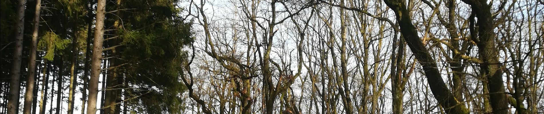 Tocht Stappen Vielsalm - Le bec du corbeau - Photo