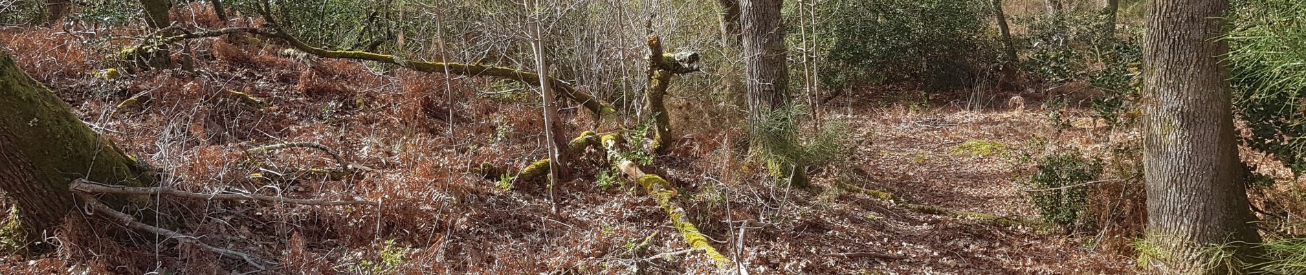 Tour Wandern Rion-des-Landes - perrin, le borde, le moulin, retour par la rive gauche, tiqué, lamandit - 6.9 - Photo