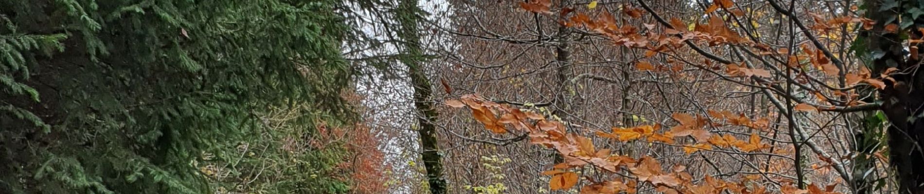 Tocht Stappen Arbois - repère lactaire 1 - Photo