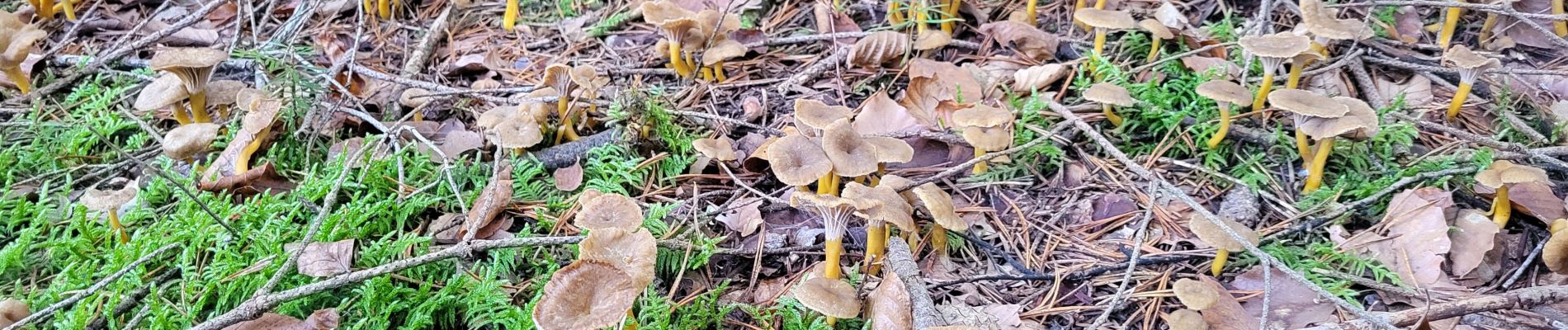 Randonnée Marche Chassignolles - sortie champignon auzon. 01 11 - Photo