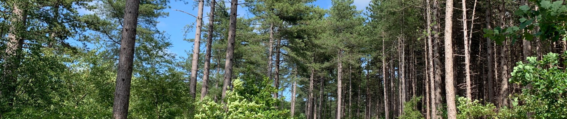 Randonnée Marche Bergen (NH) - Schoorl - Duinen - Photo