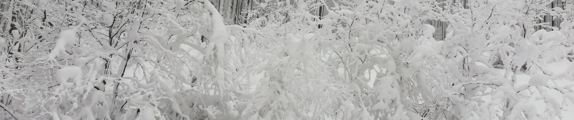 Randonnée Raquettes à neige Sondernach - raquette Schneff - Photo