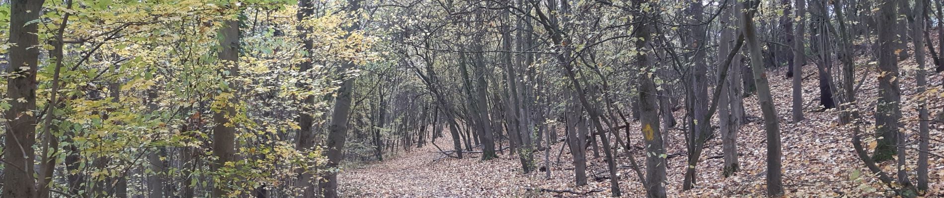 Tocht Stappen Riemst - petit tour montagne St Pierre  - Photo