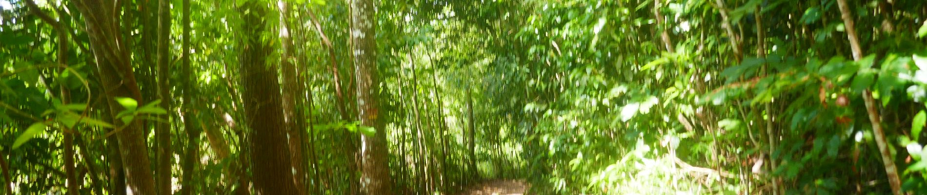 Trail Walking Sainte-Luce - Forêt de Montravail Martinique - Photo