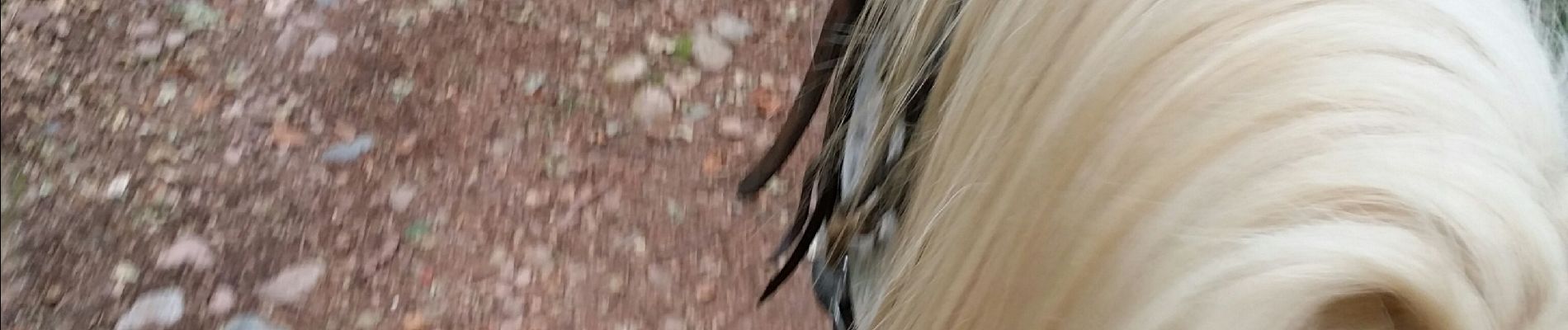 Trail Horseback riding Écromagny - maison  laititia  - Photo